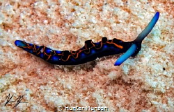 No bigger than a thumbnail. Thuridilla hoffae nudibranch. by Hunter Munson 